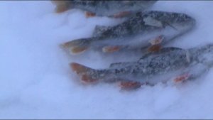Всем рыбакам посвящается