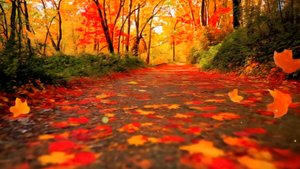 Лесная тропа - спокойная музыка для релакса и медитации