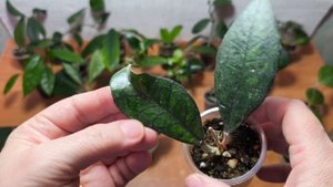 Успевайте сделать заказ ! Излишки!! 22.09.25.