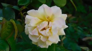 21..09..2025  кмр   (52)