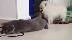 Смешные животные пойманные на камеру🤣🤣🤣