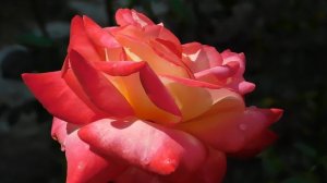 21..09..2025  кмр   (29)