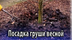 Посадка груши весной особенности и советы