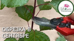 ОБРЕЗКА САДА И ЦВЕТНИКА В СЕНТЯБРЕ