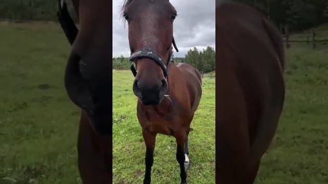 rutube.ru