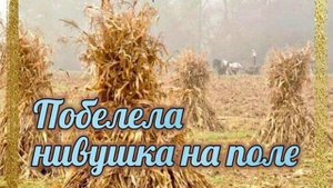 Побелела нива на полях♥️ христианские стихи