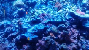 Видео на ночь из " Москвариума".....
20 сентября