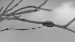 Орласьӧм лов