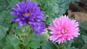 21..09..2025  кмр   (20)