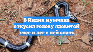 В Индии мужчина откусил голову ядовитой змее и лег с ней спать