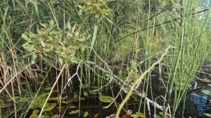 Озеро Глушневское Псковская область