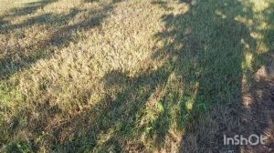Вступление в плодоношение ореховых садов.Серр, Чандлер, Туларе, Овата.