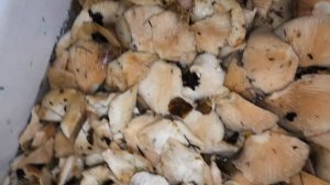 Целая ванная груздей за 3 раза