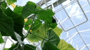 Технологический фильм для Ярче. Теплицы