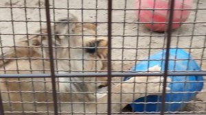 Льву Шерхану лениво играть и лениво кушать. МинЗоо ,13 сентября.