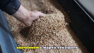 В январе-августе экспорт гречихи из РФ в КНР увеличился на 1,5%