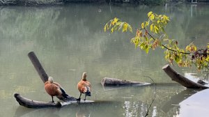 Утки Огарь на озере
