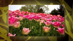 Stive Morgan - Ice And Fire (Flaer Smin Remix)