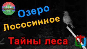 Тайная жизнь леса. Фауна окрестностей Лососинского озера (Лососинное).