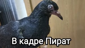 22-09-2025. В кадре Пират.