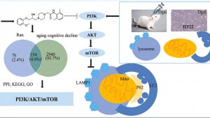 Ранолазин - смягчение возрастного снижения когнитивных функций (основные механизмы)