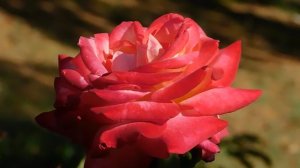 21..09..2025  кмр   (28)