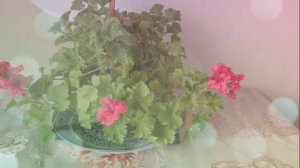 привет @ коты сегодня пожалуйста посмотрите видео и подпишись!😍😉🤗