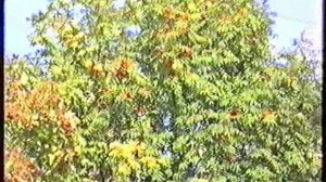 В.К.   ВЕСЕННИЕ  ВЕСНУШКИ. муз. А. Белых сл. В. Пономарёва. исполняет Александр  Белых. 1998 г.