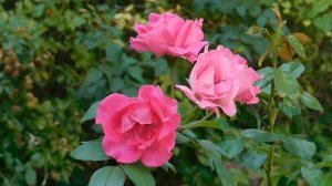 21..09..2025  кмр   (51)