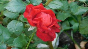 21..09..2025  кмр   (34)