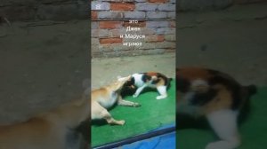 салака и кошка друзья