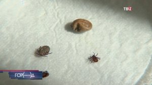 Новую волну активности клещей зафиксировали в столичном регионе / Город новостей на ТВЦ