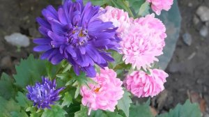 21..09..2025  кмр   (14)