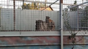 зоопарк грустный котик