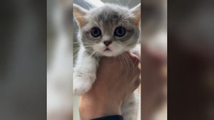 Наш TG https://t.me/liveofcats