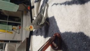 знакомства с Тишой