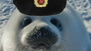 играем в тюленя 1 часть