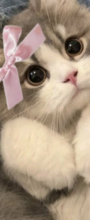 саша