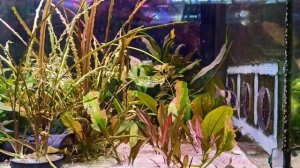 Заглянула в необычный аквариумный магазин Мурманска!