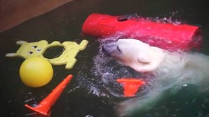 У медвежат Белки и Стрелки в воде плавают зайцы, но и со старыми игрушками медвежата играют охотно.
