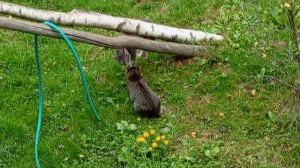 Два родных брата Ной и Моисей.Разногласия Ноя.😼🐱🏡💞