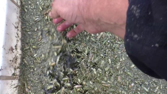 Свои семена редиса