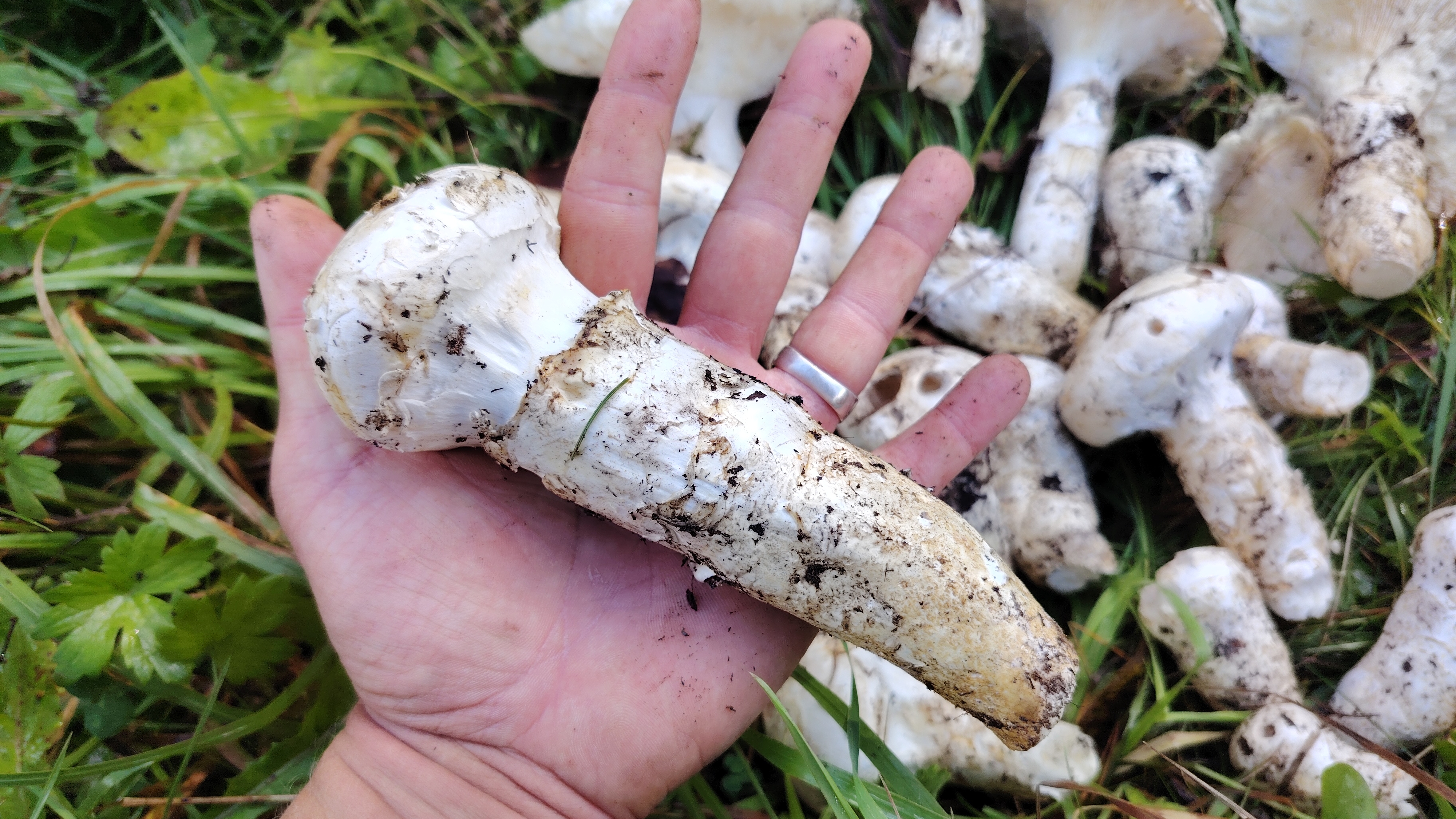 Охота на грибы | Сбор грибов, опята, шампиньоны, осенний лес | Остров Сахалин | Дальний восток смотреть онлайн