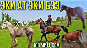 АРЗАН ЭКИ АТ ЧОҢ БЭЭЛЕР ЧЫКТЫ  #байтв