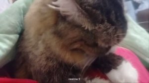 умывание перед сном😺❤️