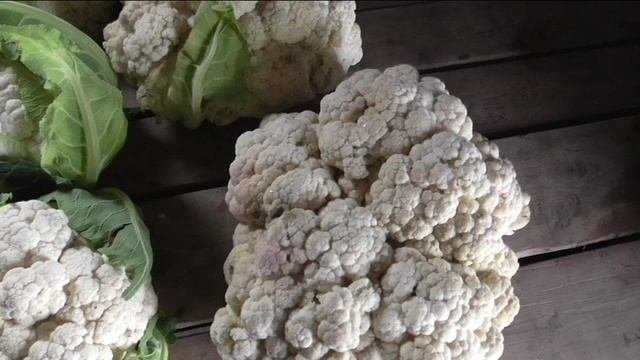 Последняя цветная капуста