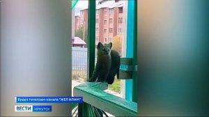 Редкого таежного гостя засняли прихожане на крыльце храма в Железногорске-Илимском