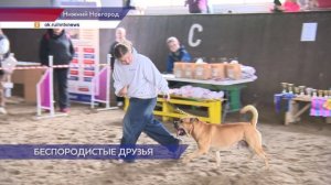 Фестиваль собак без породы «Для дружбы не важна порода» состоялся в зооцентре «Надежда»