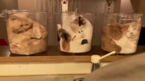 Кошки - это жидкость 😂🤣