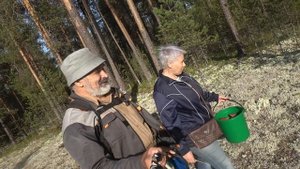 Можно ли собрать ведро грибов под посёлком за час